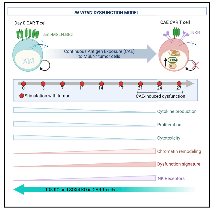 Carl June最新Cell：CAR-T治疗实体瘤关键新靶点——ID3和SOX4