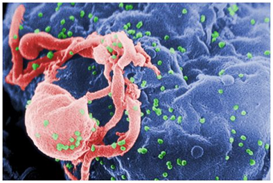 科学家揭示HIV招募FTSJ3逃避宿主先天免疫识别机制