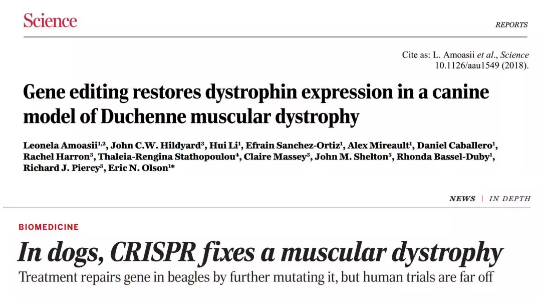 CRISPR：全球首个大型动物研究证实 基因疗法有望根治肌萎缩