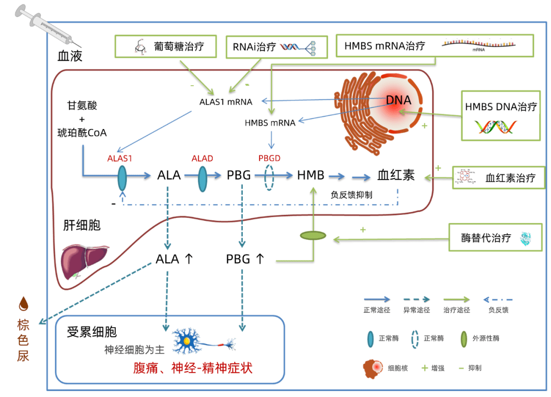 卟啉病病理图图片