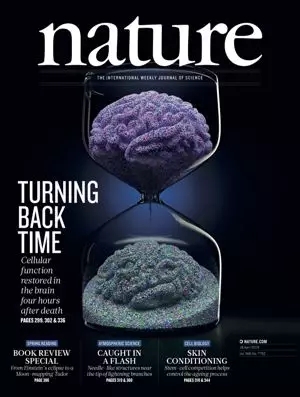 nature封面文章:猪死后4小时 大脑部分细胞功能可以恢复